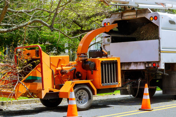 Best Leaf Removal  in North Branch, MI